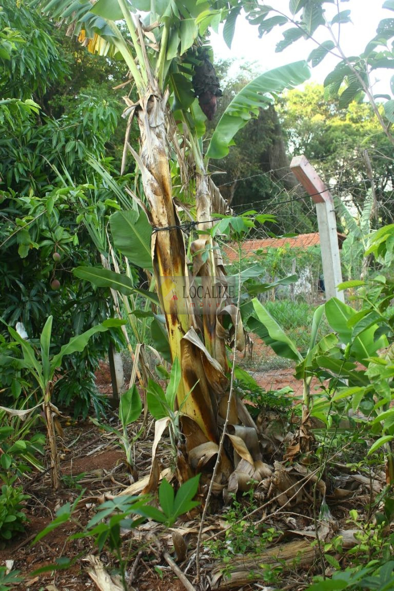 Chácara à Venda em Conchal